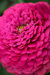 Image showing beautiful flower of red Dahlia