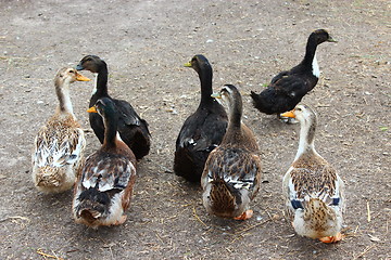 Image showing Flight of ducks
