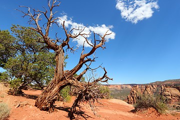 Image showing Colorado National Monument