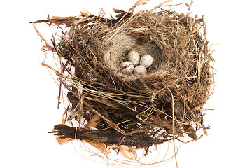 Image showing Detail of bird eggs in nest