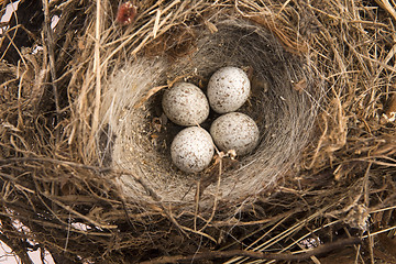 Image showing Detail of bird eggs in nest