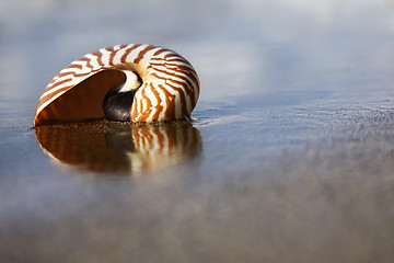 Image showing Beach Nautilus