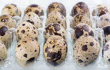 Image showing quail eggs