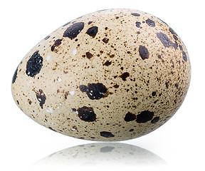 Image showing A single quail's egg