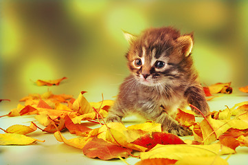 Image showing small 20 days old  kitten in autumn leaves