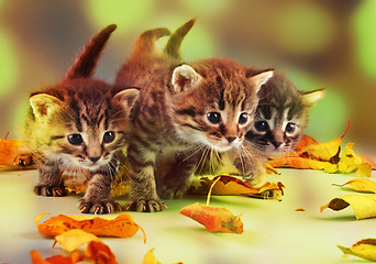 Image showing group of small  kittens in autumn leaves