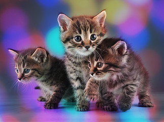Image showing group of cute little kittens