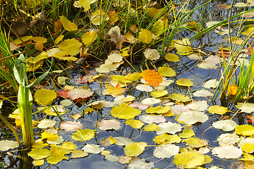 Image showing Fallen from the trees, the leaves on the surface of the water in
