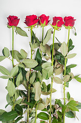 Image showing Red roses