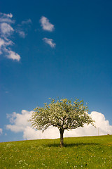 Image showing Bloom Tree