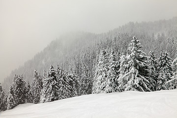 Image showing Winter forest