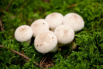 Image showing brown mushroom autumn outdoor macro closeup 