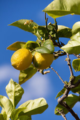 Image showing fresh lemons on lemon tree blue sky nature summer