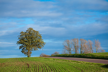 Image showing beautiful landscape of green farmland and blue sky