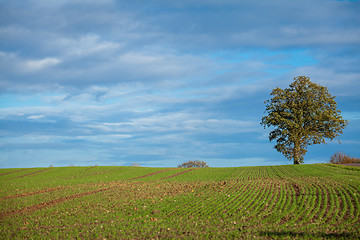 Image showing beautiful landscape of green farmland and blue sky