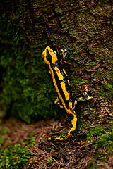 Image showing fire salamander salamandra closeup in forest outdoor