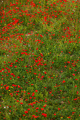 Image showing beautiful poppy field in red and green landscape 