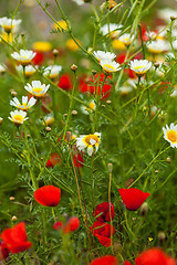 Image showing beautiful poppy field in red and green landscape 