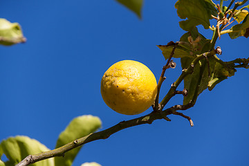 Image showing fresh lemons on lemon tree blue sky nature summer