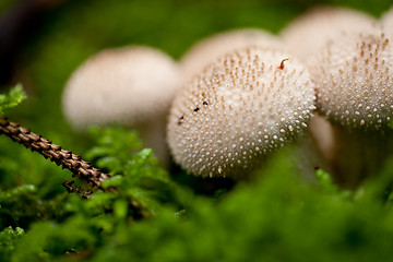 Image showing brown mushroom autumn outdoor macro closeup 