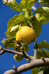 Image showing fresh lemons on lemon tree blue sky nature summer