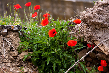 Image showing beautiful poppy field in red and green landscape 