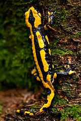 Image showing fire salamander salamandra closeup in forest outdoor