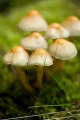 Image showing brown mushroom autumn outdoor macro closeup 