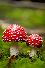 Image showing agaric amanita muscaia mushroom detail in forest autumn 