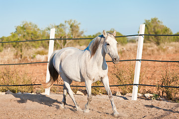 Image showing beautiful pura raza espanola pre andalusian horse