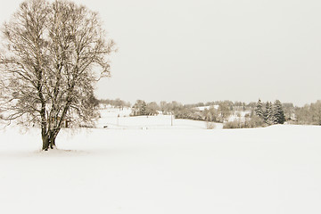 Image showing forest and field  winter landscape