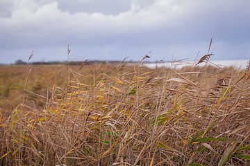 Image showing beautiful landscape dunes baltic sea in autumn winter