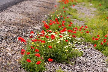 Image showing beautiful poppy field in red and green landscape 