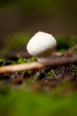 Image showing brown mushroom autumn outdoor macro closeup 