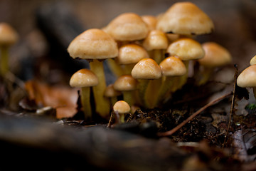 Image showing brown mushroom autumn outdoor macro closeup 