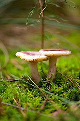 Image showing brown mushroom autumn outdoor macro closeup 