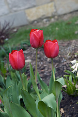 Image showing Tulips