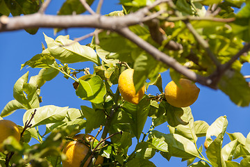 Image showing fresh lemons on lemon tree blue sky nature summer