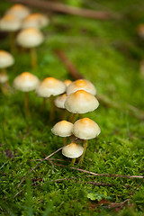 Image showing brown mushroom autumn outdoor macro closeup 