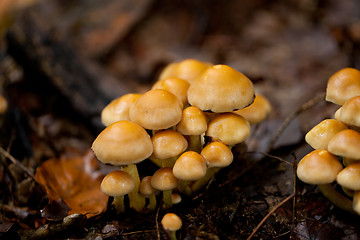 Image showing brown mushroom autumn outdoor macro closeup 