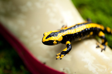 Image showing fire salamander salamandra closeup in forest outdoor