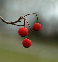 Image showing Wild Berries