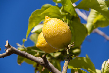 Image showing fresh lemons on lemon tree blue sky nature summer