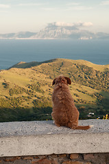 Image showing Lonely dog ??sitting and looking