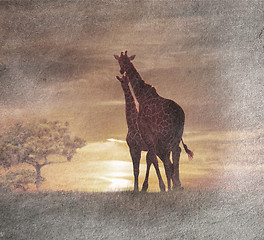 Image showing Two Giraffes At The Sunset 