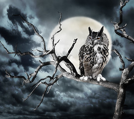 Image showing Owl On A Tree At Night