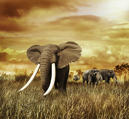 Image showing Elephants At Sunset 