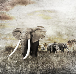 Image showing Elephants