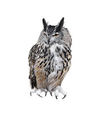 Image showing Great Horned Owl