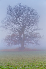 Image showing cold misty morning with tree